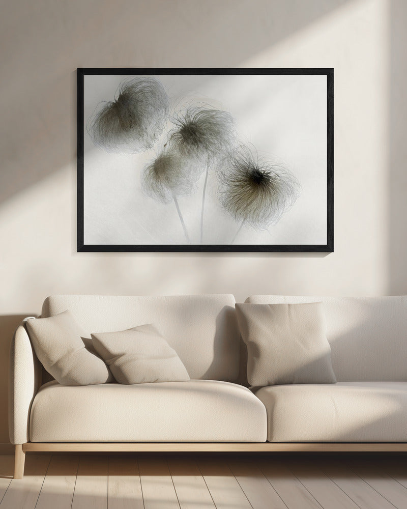 Clematis | Leinwand