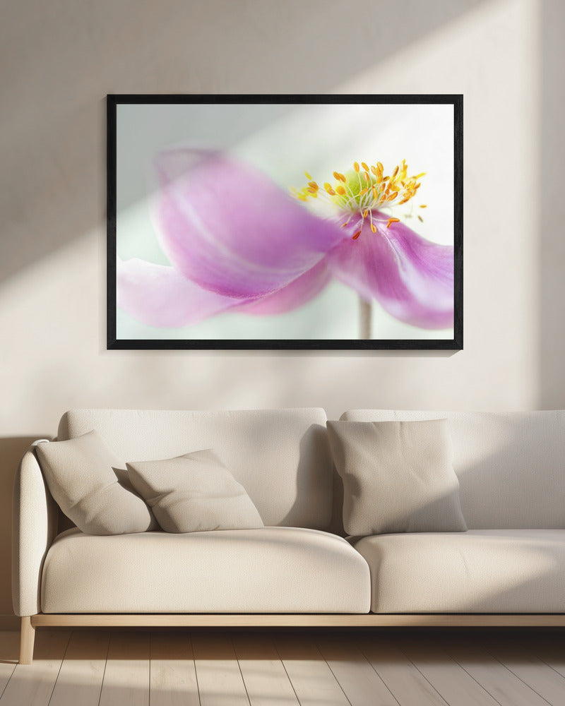 Anemone | Leinwand