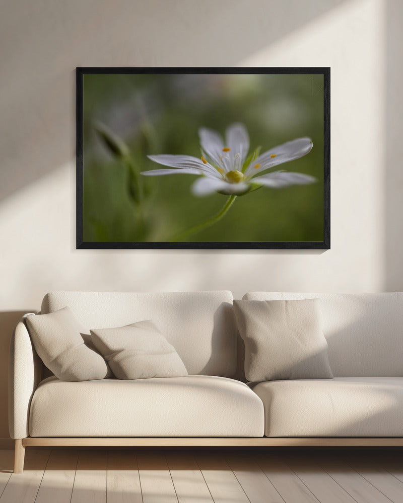 Sternmiere | Leinwand