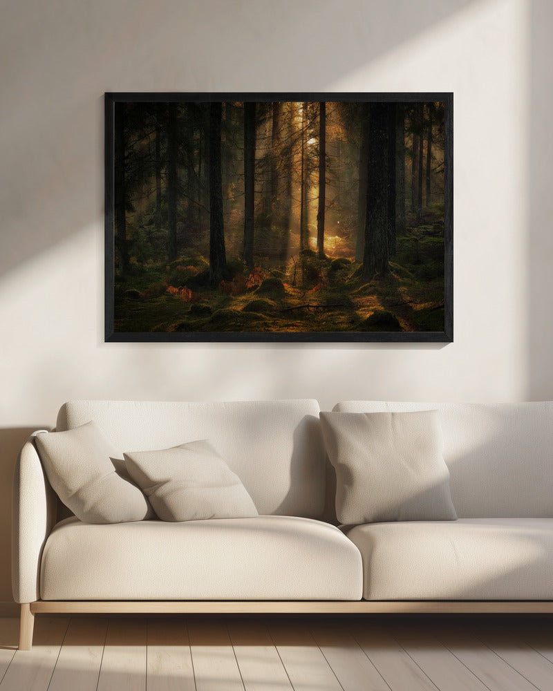 Das Licht im Wald | Leinwand