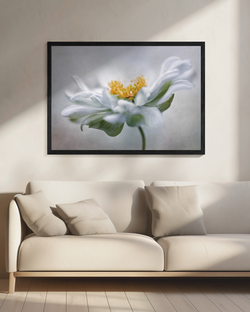 Anemone | Leinwand