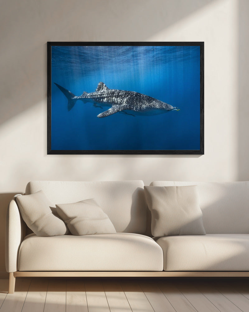Walhai im Blauen | Leinwand
