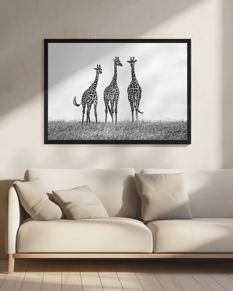 Giraffen in der Mara-Ebene | Leinwand