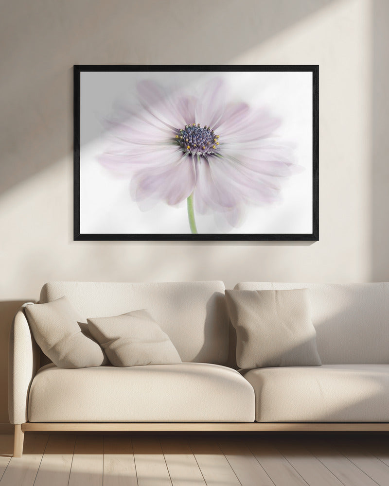Cape Daisy | Leinwand