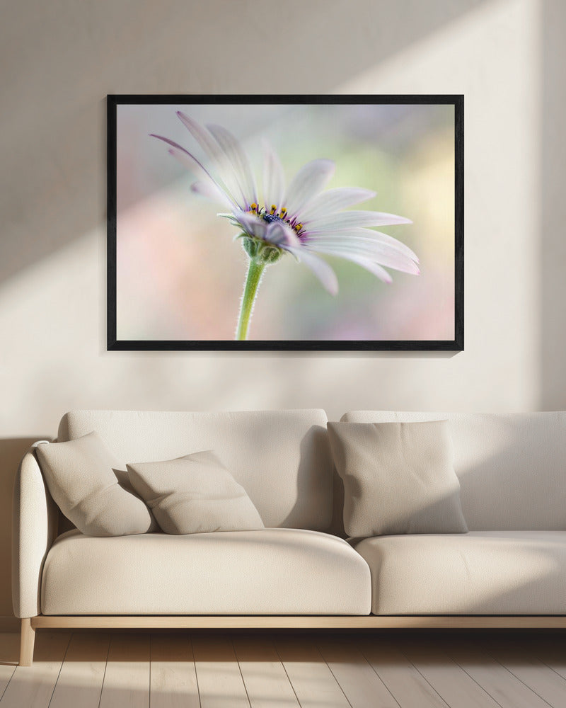 Cape Daisy | Leinwand