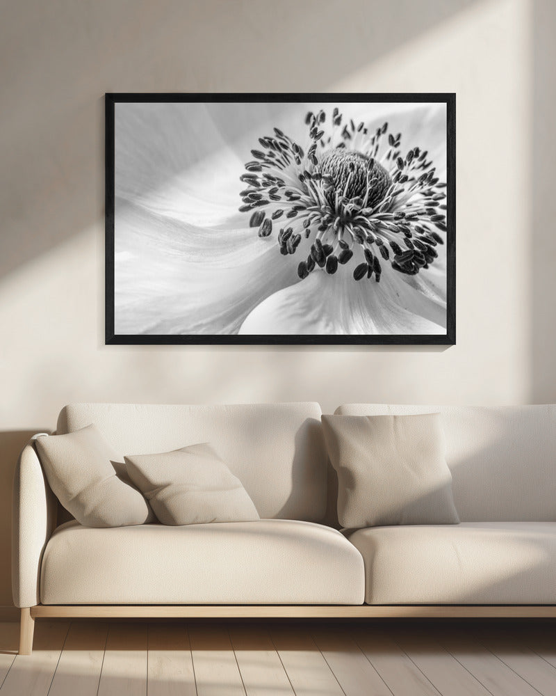 Anemone | Leinwand