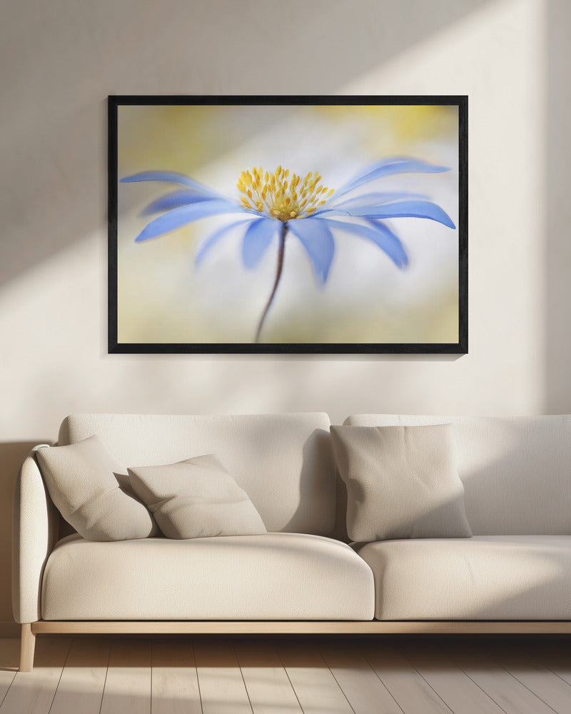 Anemone | Leinwand