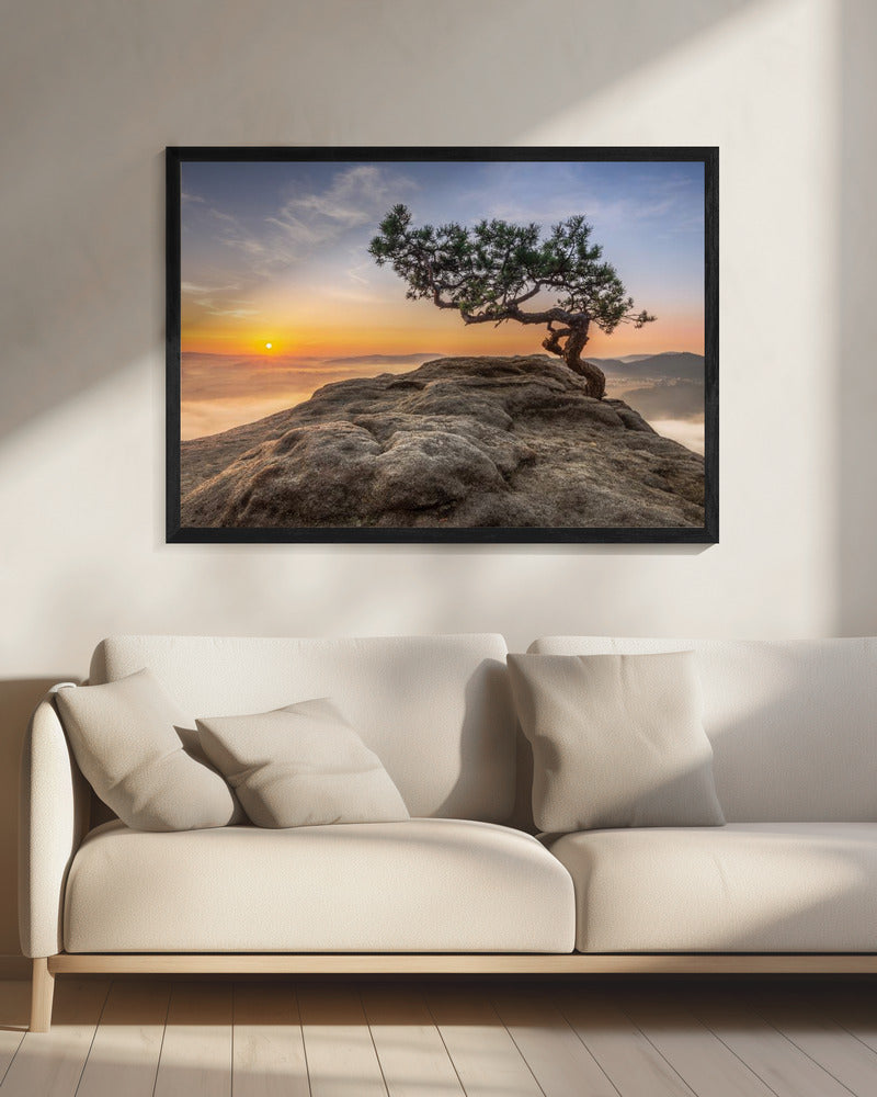 Alte Kiefer | Leinwand