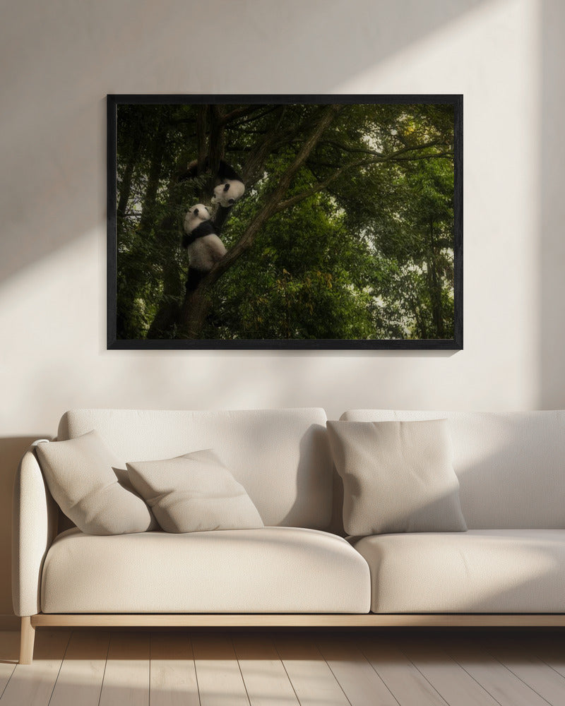 Panda | Leinwand