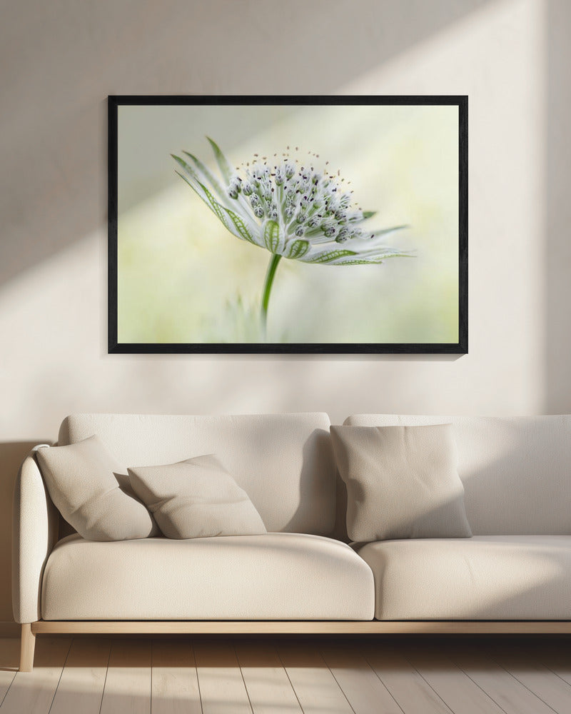 ~Astrantia~ | Leinwand