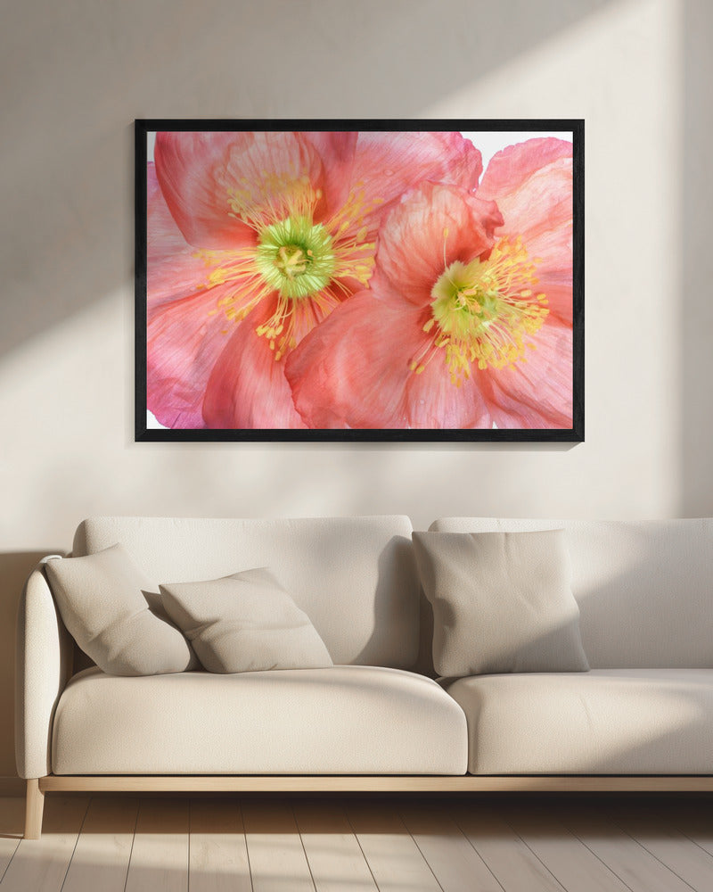 Papaver | Leinwand