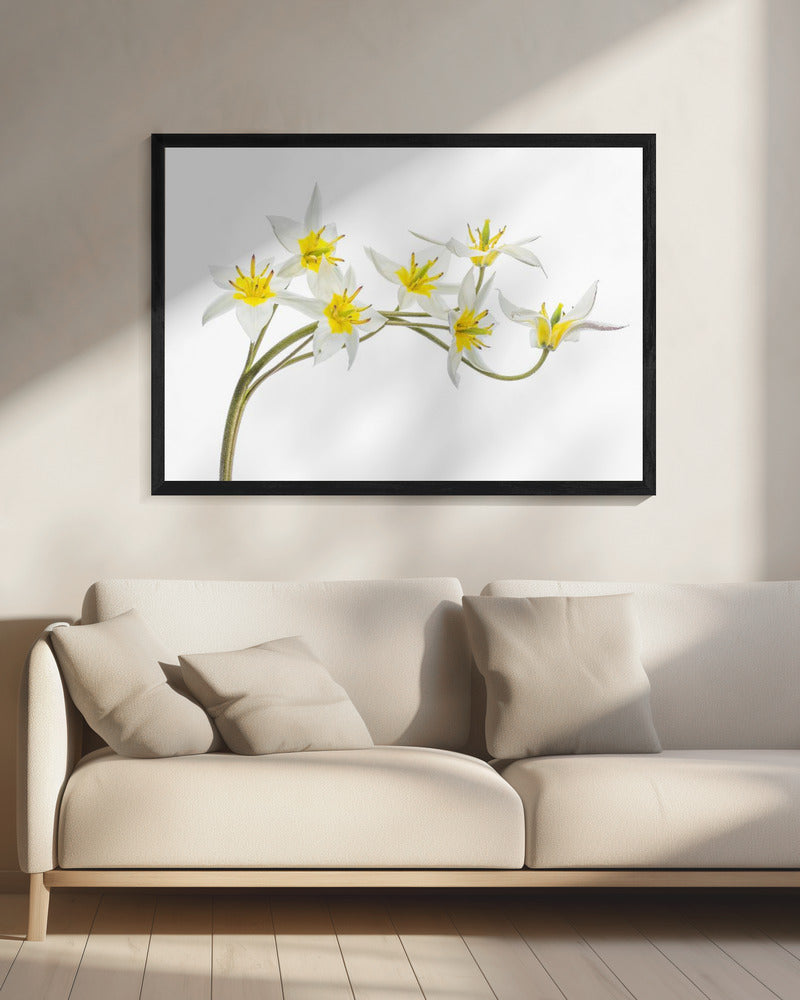 Tulipa Tarda | Leinwand