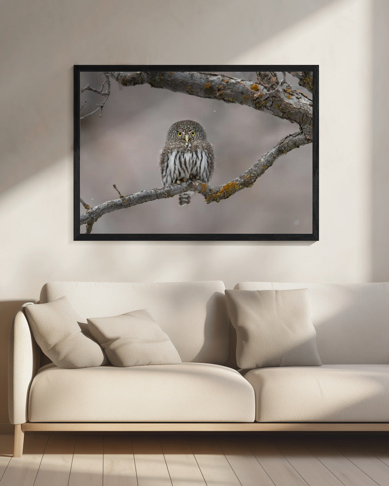 Little guy in the snow | Canvas