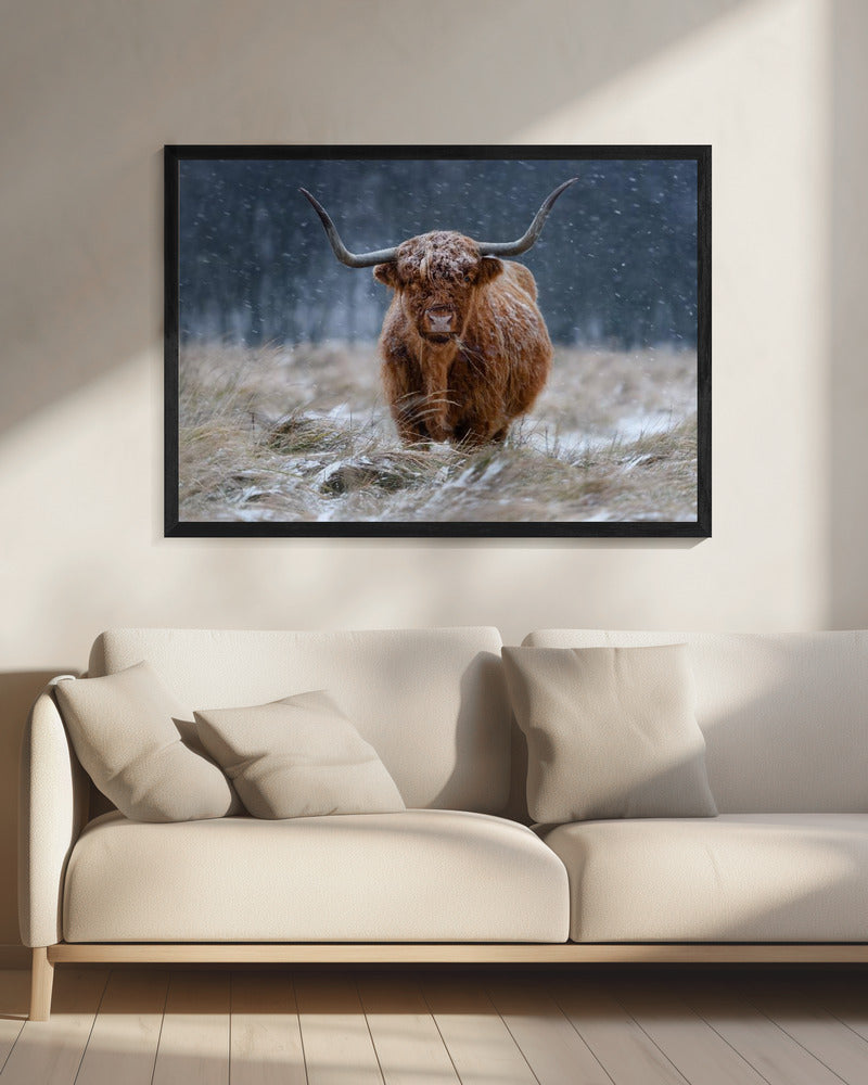 Schneebedeckte Hochlandkuh | Leinwand