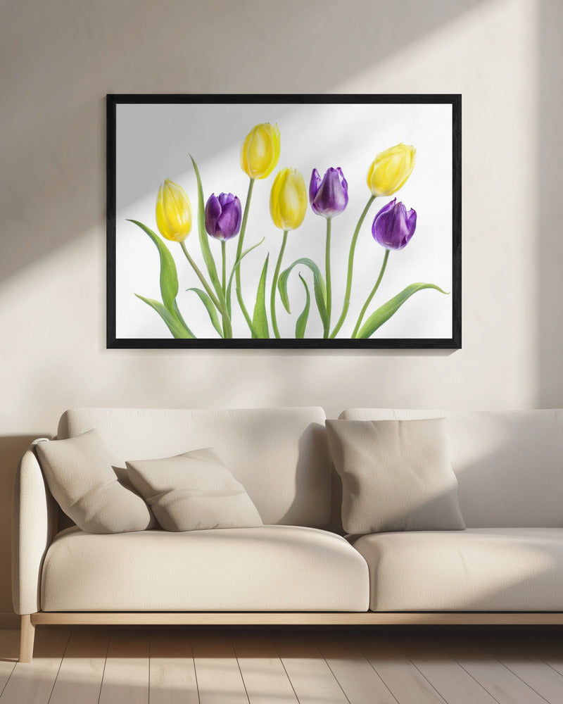 Tulpe | Leinwand