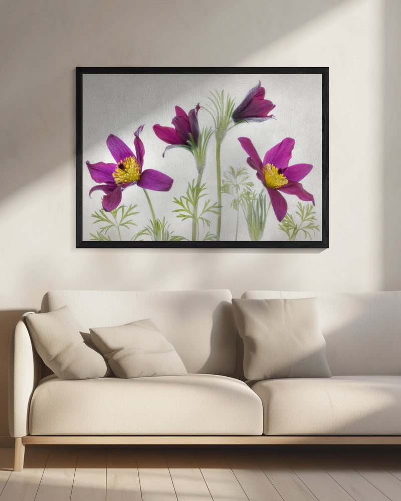 Pulsatilla | Leinwand