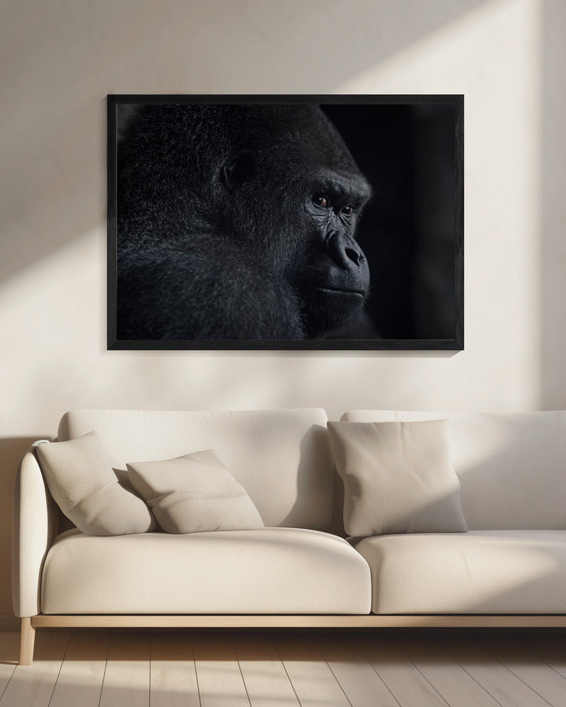 Gorillablick | Leinwand