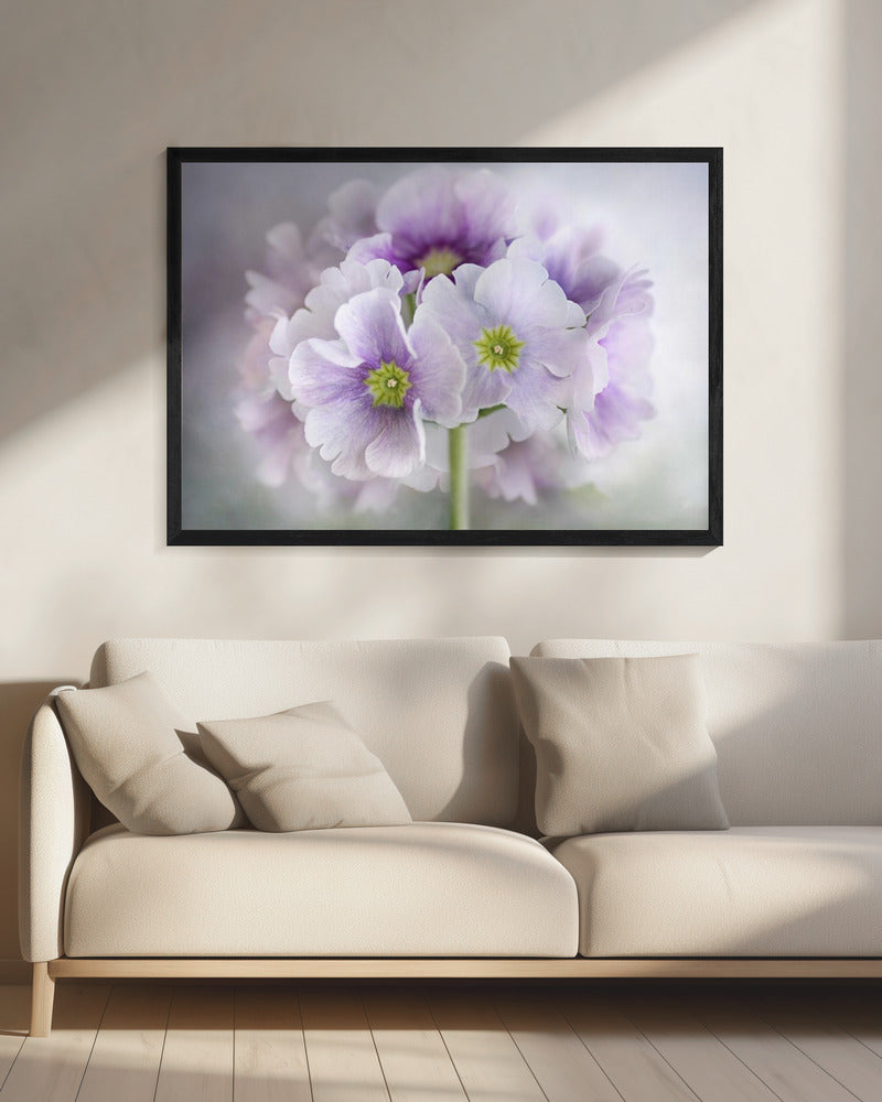 Primula | Leinwand
