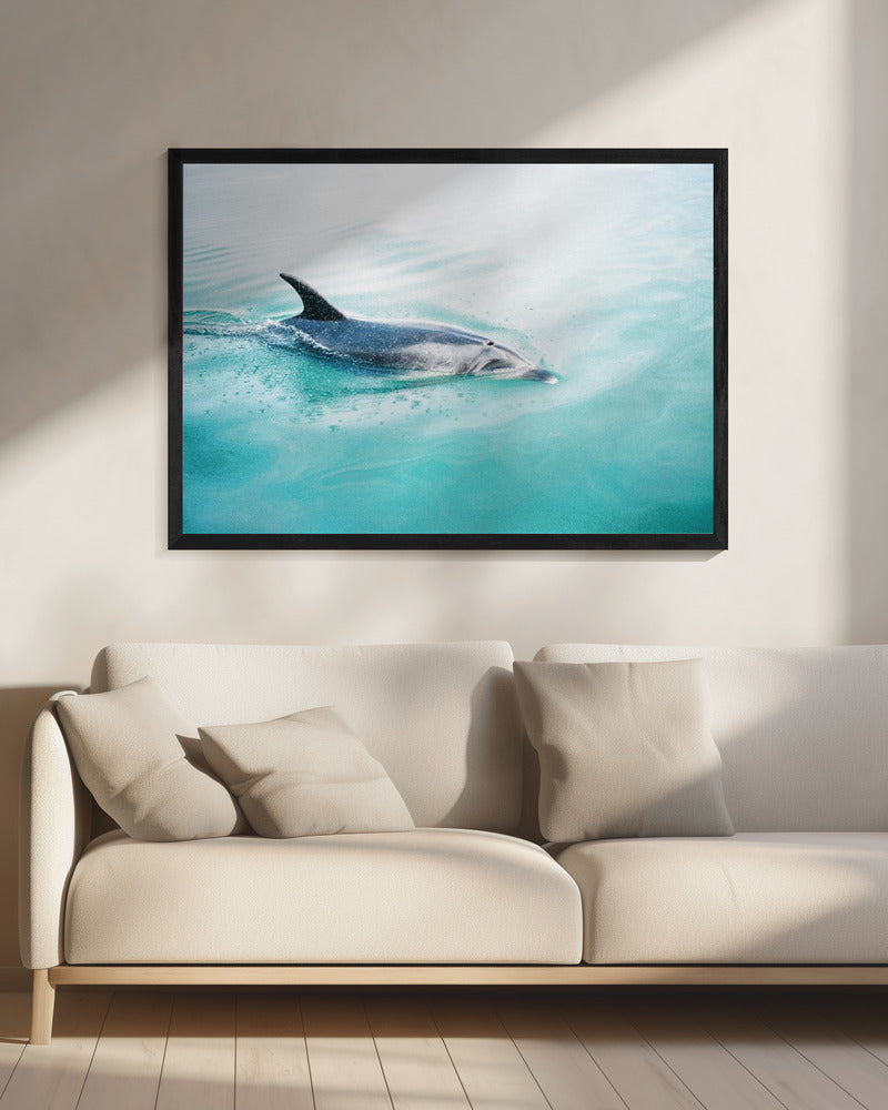Delfin NZ Northern | Leinwand