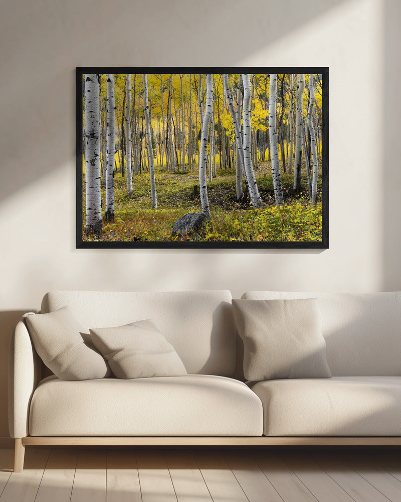 Herbstbirken | Leinwand