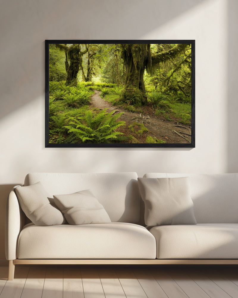 Hoh Regenwald | Leinwand