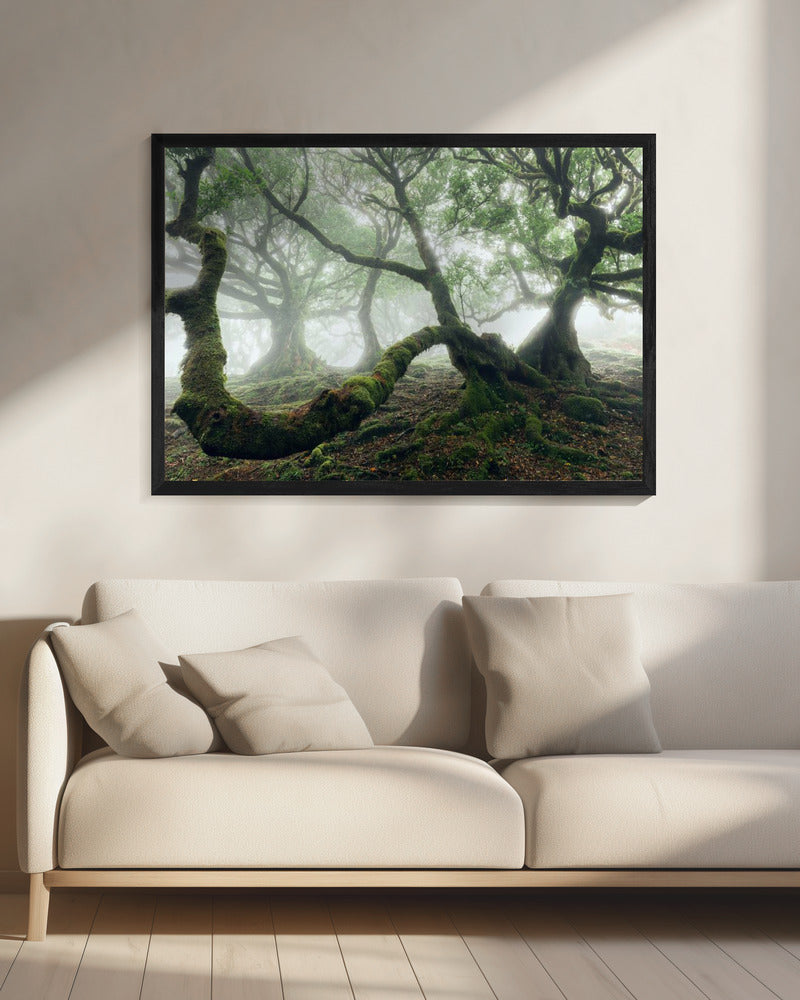 Mystischer Lorbeerwald | Leinwand