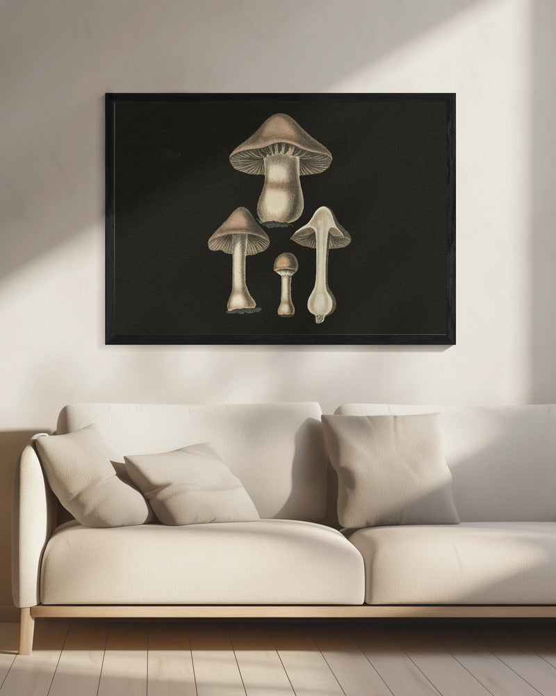 Agaricus Bulbosus Dunkler Hintergrund | Leinwand
