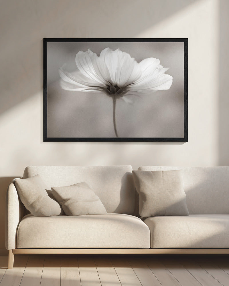 Cosmos | Canvas
