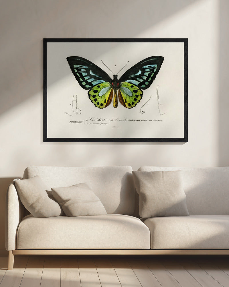 Grüner Vogelflügel Schmetterling | Leinwand