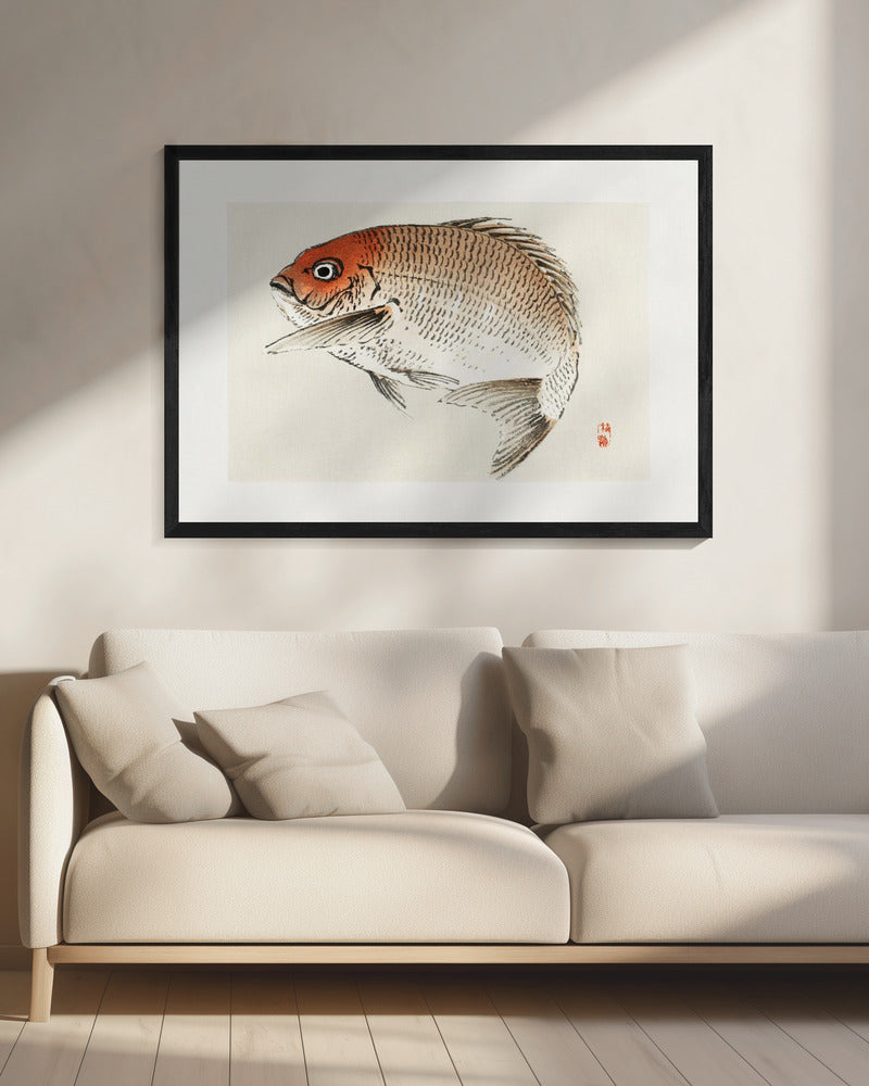 Tai (red Seabream) Fish | Canvas