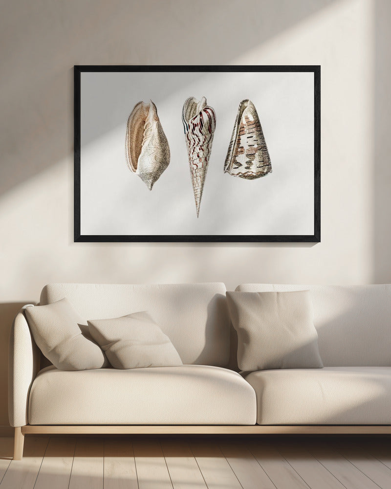 Drei Weichtiere Crop | Leinwand