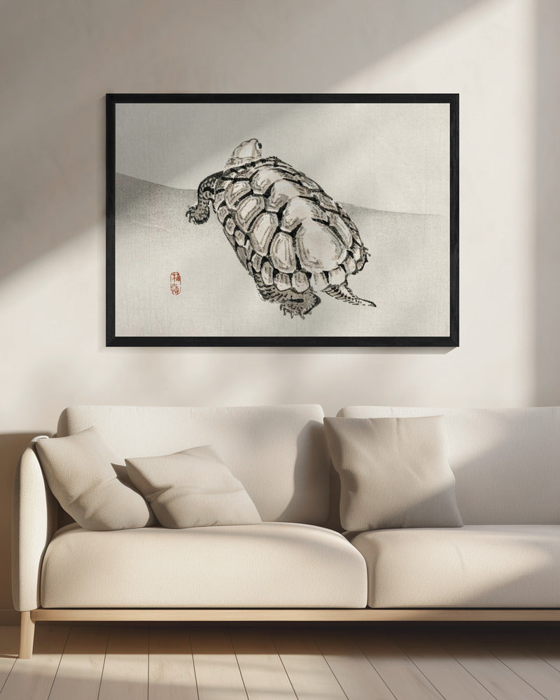 Turtle | Canvas