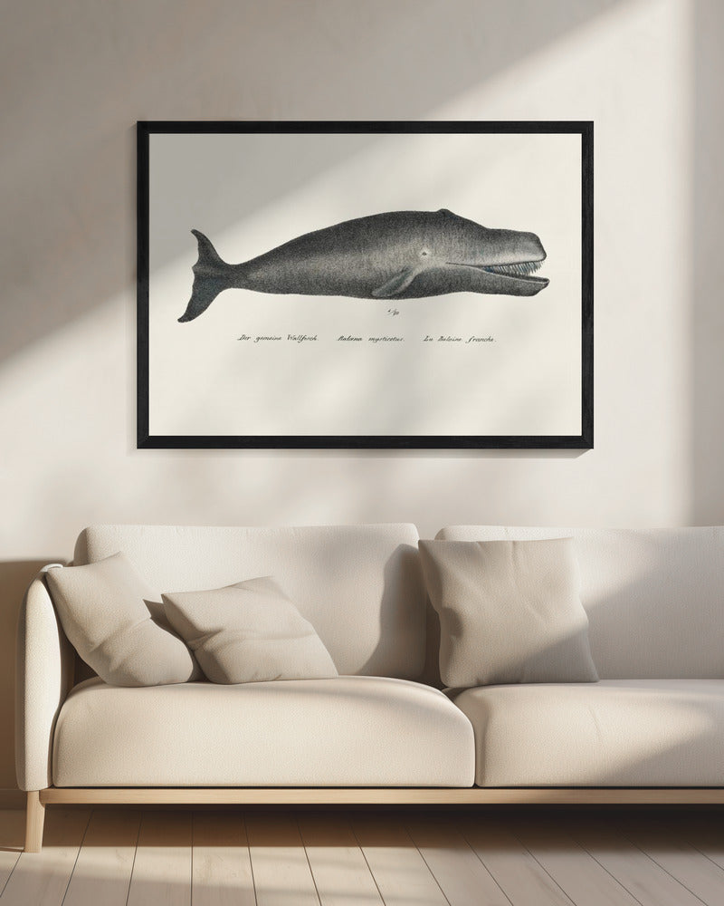 Whale Ii Antique Handcolored Sealife Lithograph 1824 | Canvas