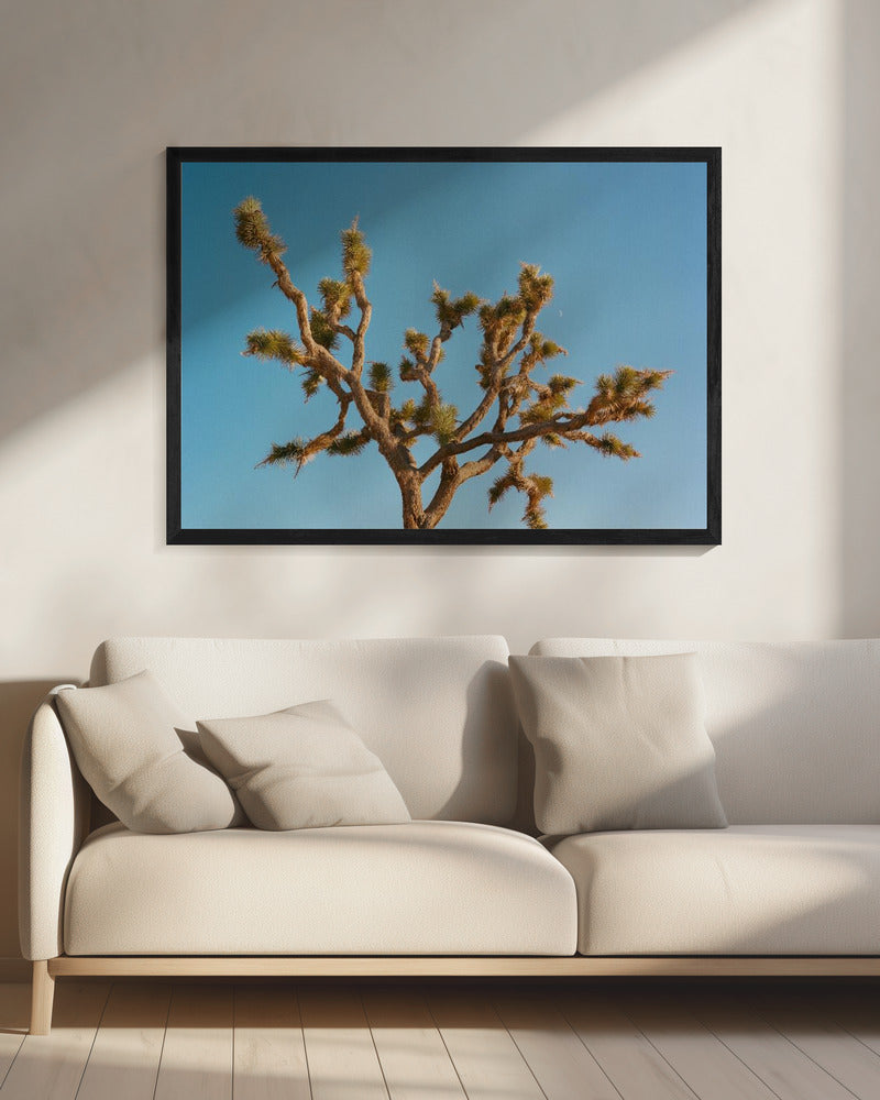 Joshua Tree Mond III | Leinwand