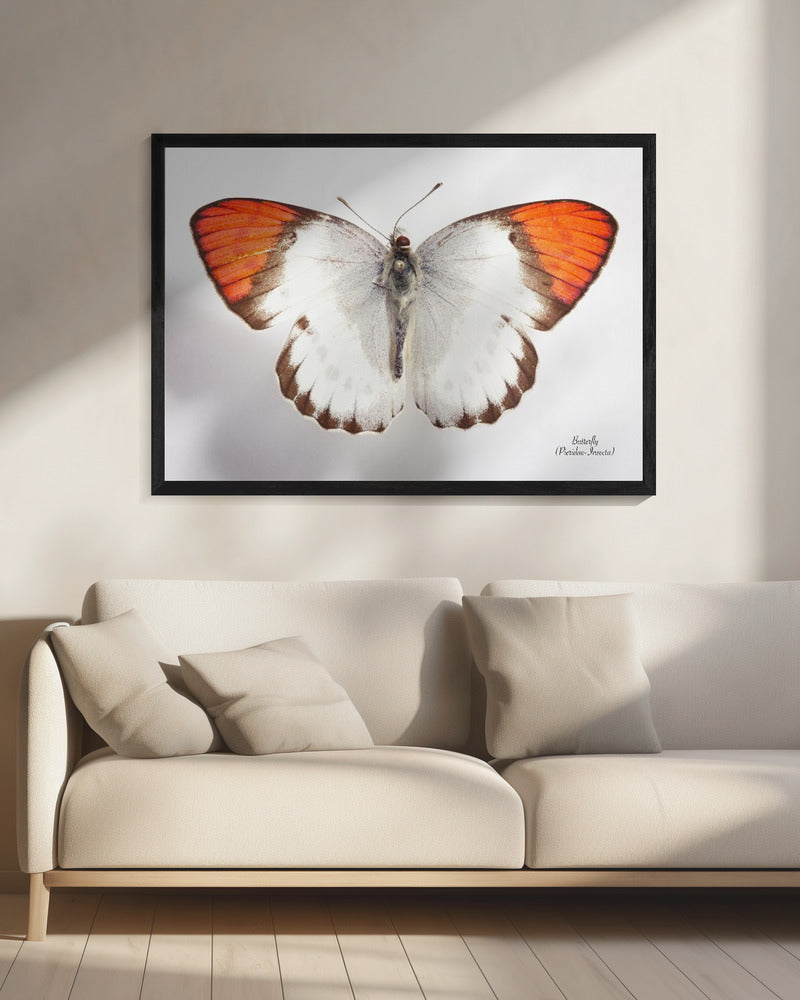 Schmetterling - 3 | Leinwand