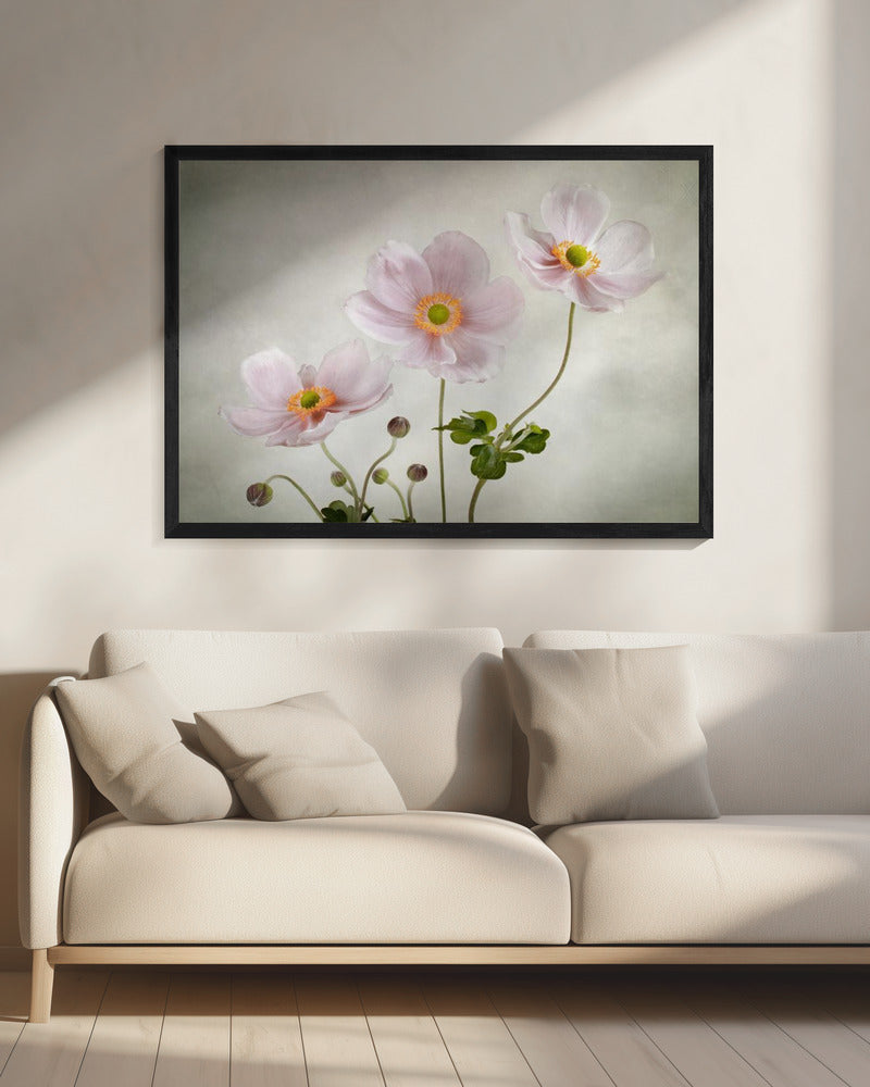 Anemonen | Leinwand