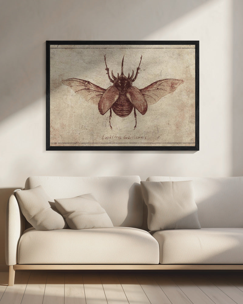 Eupatorus Gracilicornis Kopie | Leinwand