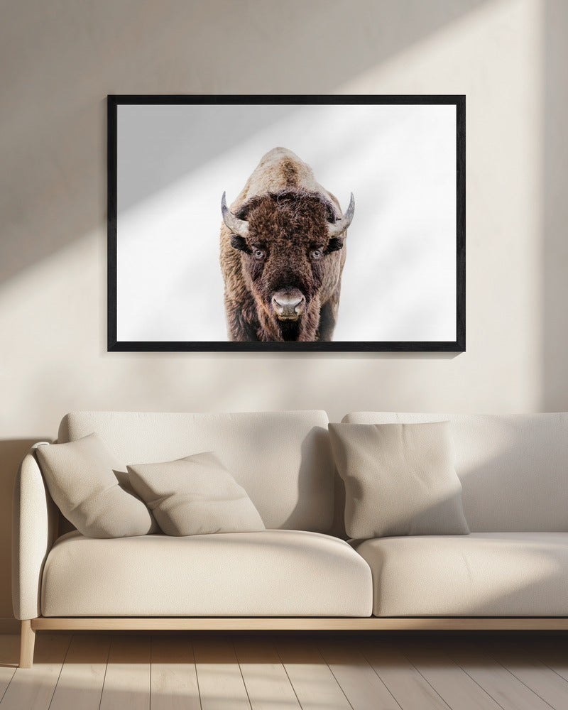 Bison | Leinwand