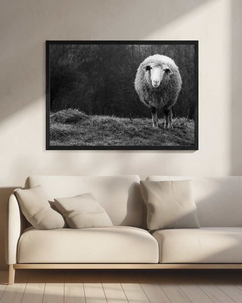 Wunderndes Schaf | Leinwand