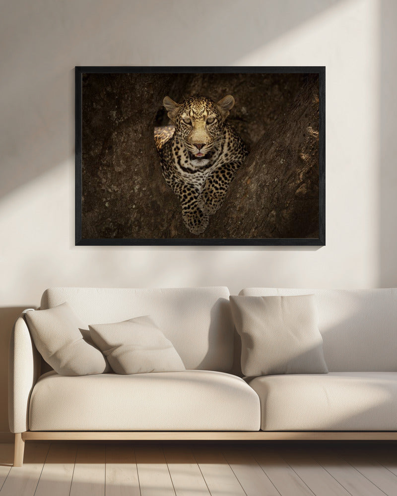 Leopard Resting on a Tree at Masai Mara | Canvas