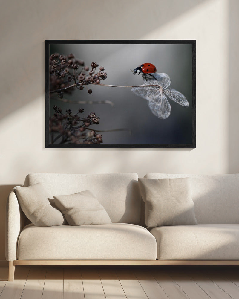 Marienkäfer auf Hortensie. | Leinwand