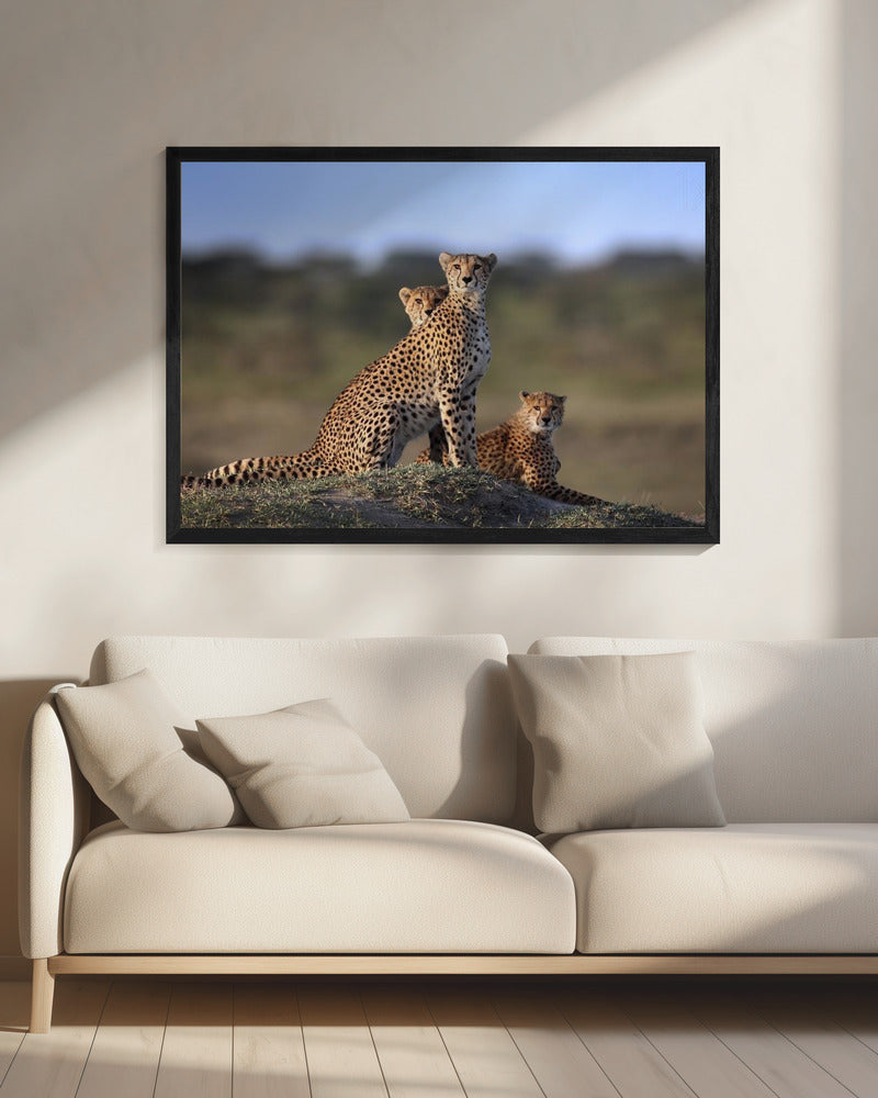 Gepardenfamilie | Leinwand