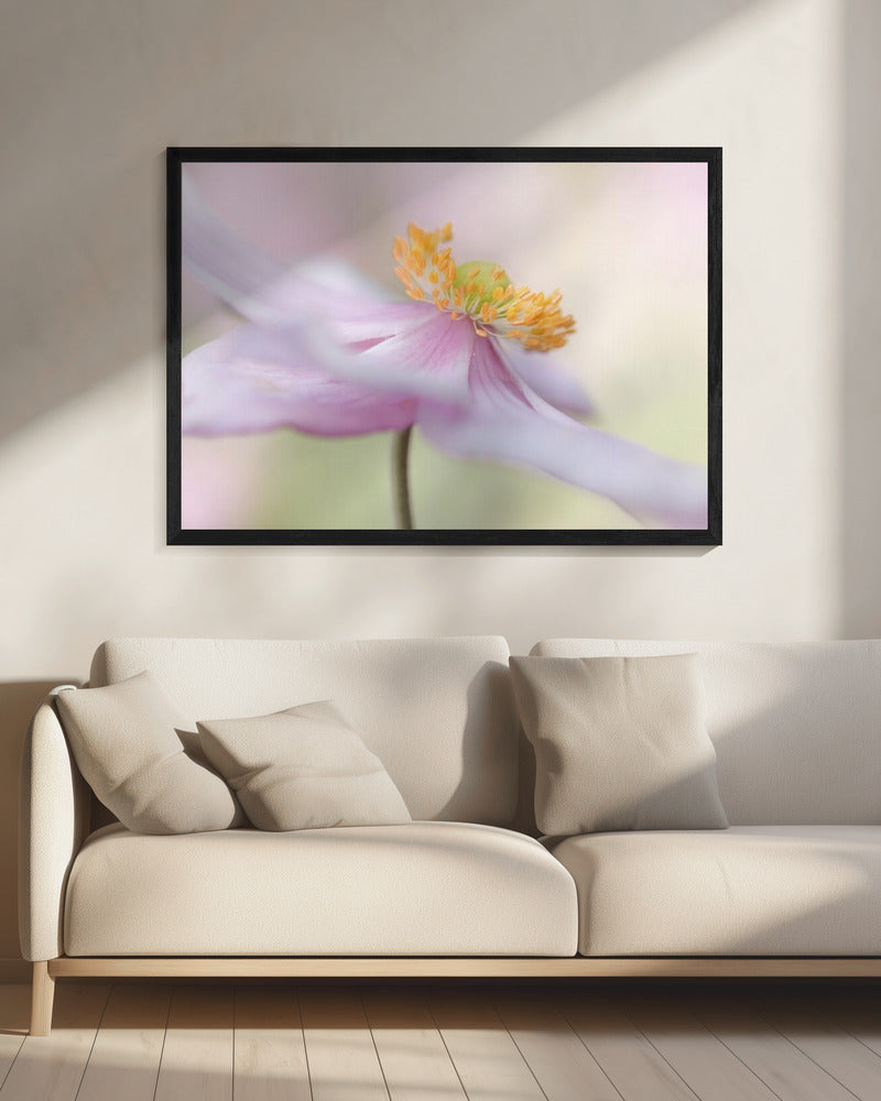 Japanische Anemone | Leinwand