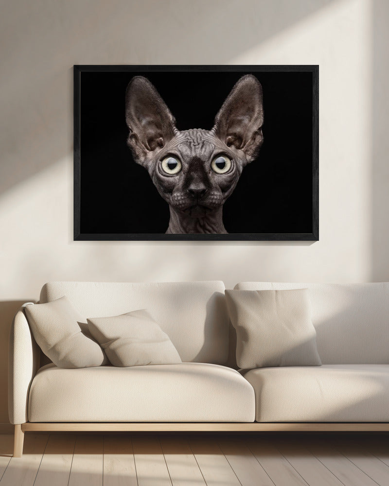 Sphynx Katze | Leinwand