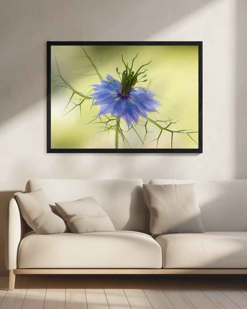Nigella | Leinwand