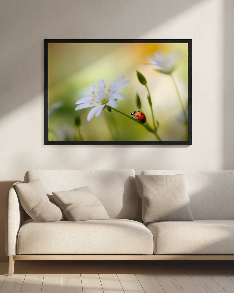 Sommerschönheiten | Leinwand