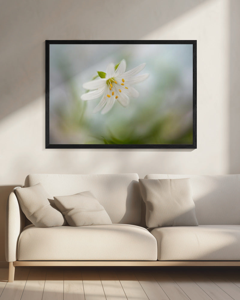 Frühlingssternmiere | Leinwand