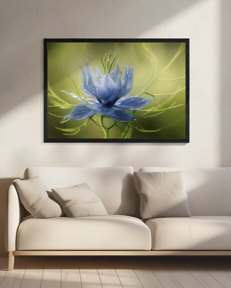 Nigella | Leinwand