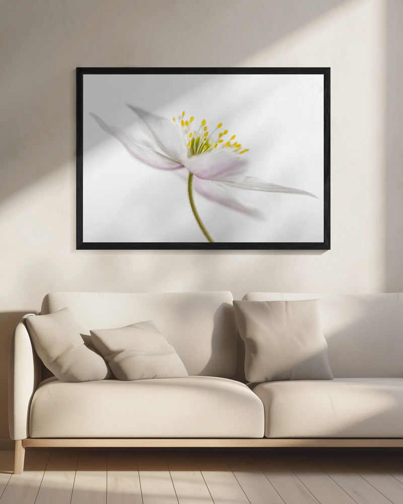 Nemorosa** | Leinwand