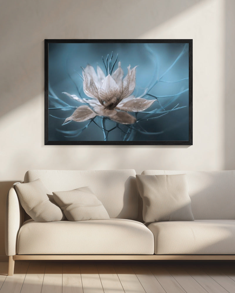 *Nigella* | Leinwand